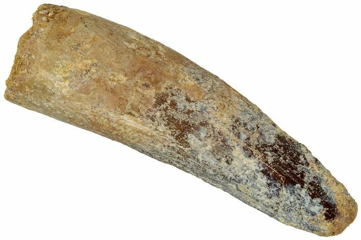 Real Fossil Spinosaurus Tooth - Feeding Worn Tip #311178